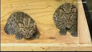 Amur leopard cubs born at Saint Louis Zoo