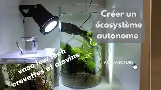 Créer un écosystème autonome pour vos crevettes et alevins avec un vase low tech