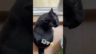 【寒さに負けた時の黒猫の行動🐈&zwj;⬛】#冬 #元野良猫 #猫のいる暮らし #黒猫の日常 #ずぼらテキトー母さん#サンルーム