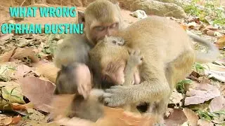 Hot News!Why Big Monkey Always Beat Poor Orphan Baby Dustin?|Piper Monkey Help Baby Dustin