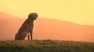 Aidi Dog vs Pitbull #AidiDog #Pitbull #DogShowdown #WildlifeDogs #DogBreeds