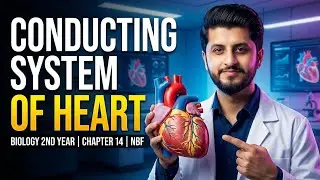 Conducting System of Heart | Circulatory System of Man | Biology 2nd Year Chapter 14 | NBF