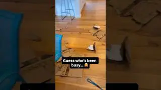 Destructo Lloydo: Cardboard Conqueror 🐾💥