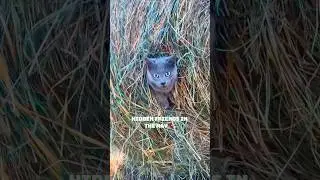Hidden Friends In The Hay🐾.#farm #farmlife #countryliving #hay #shorts