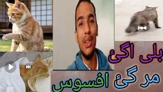 Fun cat mil gai or mar gai afsos🥲😮‍💨😮‍💨😮‍💨#fypシ #funny #viral #duet #petlover 