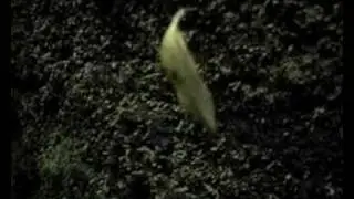 Dance on a Lava Cave