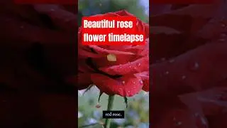 20-Day Rose Bloom Timelapse 🌹 | Stunning Macro Growth From Seed to Full Flower&rdquo;