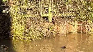 A gathering of ducks and moorhens on Beverley Beck