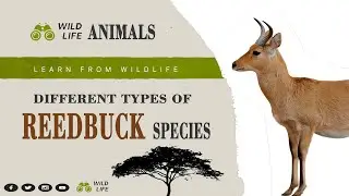 Reedbuck II Different Types of Reedbuck Species Name II Scientific Name ll Location ll