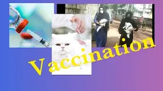Pets Vaccination