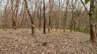 Rubber plantation in Meghalaya, South Garo Hills