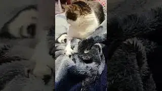 Fighting Cat With Blanket🙀