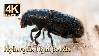 Hylurgus ligniperda