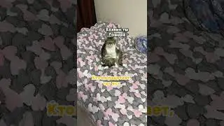 #cat #catlover #fanny #video #popular #смешные #видео #прикол #ржака #мем #дослез #юмор #топ #тикток