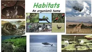 Ecosystems Community, Populations & Habitats