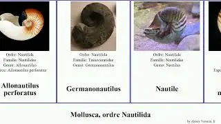 Mollusca, ordre Nautilida Nautilus Allonautilus stenomphalus Germanonautilus Cherokee Hot Nautile