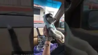 Cute Husky puppy pet, shown real love #Shorts #husky #pet #puppy