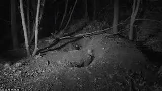 Badger castle 2018-08-28 Male Tawny Owl call in the distance, Female  close  22:21