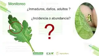Manejo racional de minadores Liriomyza spp. (Diptera: Agromyzidae) en cultivos de crisantemo
