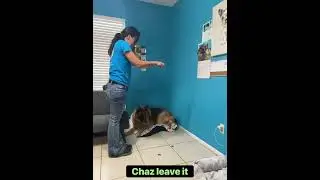 Chaz and Brody-German shepherd 