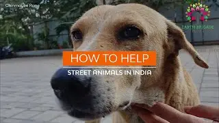 How To Help Street Animals In India | Street Animal Welfare