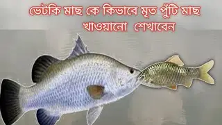 ভেটকি মাছ কে মরা পুটি মাছ কিভাবে খাওয়া  শিখাবেন,, ভিডিওটি না দেখলে মিস করবেন....