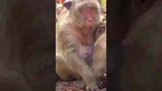SP suckled for 3 yrs, Polly suckled for 2 months, Polly died alone while she went to feed herself🪦