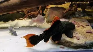 L600  Pseudacanthicus leopardus HD - Tom's aquatic channel