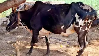 Village lifestyle in rural punjab | Antique farming in punjab | Traditional and old punjab