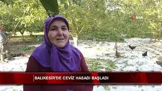 Balıkesir'de ceviz hasadı başladı