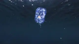 【映像記録】タルマワシ科の一種がサルパをくり抜き住み着いて巧みに樽を操る様子を観察する- Deep-sea pram bug