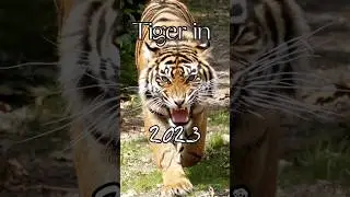 Tiger in past how big they are #shorts #fact #fantasy #dark #tiger #tigers