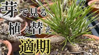 [Бонсай Куромацу] Когда мне следует пересаживать? Когда корни начинают двигаться? 【новичок】