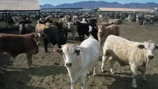 Manure Nutrient Management