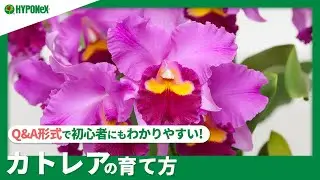 ☘149:カトレアの育て方｜栽培に適した場所は？キレイな花を咲かせるコツは？水やりや肥料など日々の管理もご紹介 【PlantiaQ&A】植物の情報、育て方をQ&A形式でご紹介