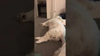 Dog twitching during sleep