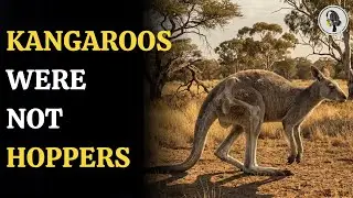 Kangaroos Didn&rsquo;t Always Hop, Fossils Reveal Hidden Evolution | WION Podcast