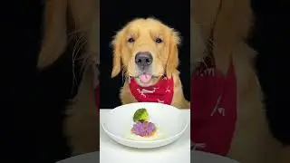 Kiki eats purple noodles with eggs and vegetables #dog #eat #foodie #mukbang #asmr #goldenretriever