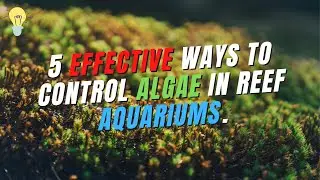 5 Effective ways to control algae in reef aquariums