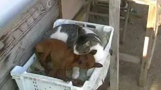 cane gatto    si leccano  due cose importanti commovente aridox