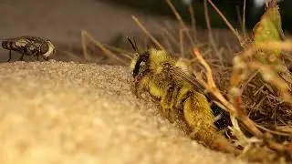 Pantaloon Bee vs Satellite Fly