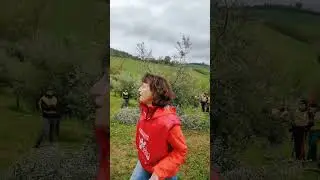 Potatura Olivo a Vaso Policonico spiegata da Barbara Alfei.
