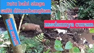 Buru babi seru versi kami #babibesar