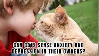 Can Cats REALLY Sense Anxiety and Depression in Their Owners?