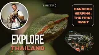 Bangkok Herping #1: The First Night
