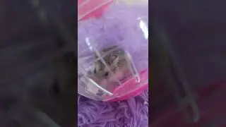 Nugget interviews crunchy with a sneak peak at Charles the cat!! #friends #hamster #funny #cute #cat
