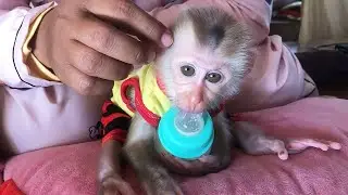 Baby Hailey Thinks Best Place To Sleep Is Mom Grooming Head