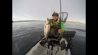 Blackmouth I Puget Sound Wa I Vertical Jigging I Kayak Fishing