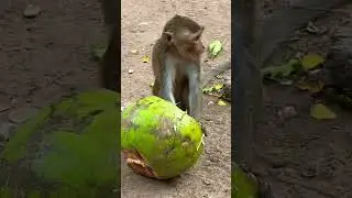 Little monkey eat coconut 🥥#0811#shorts