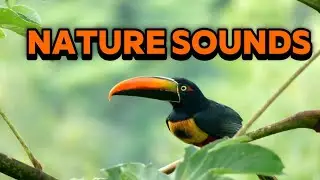 DEEP RELAXATION SOUNDS &ndash; NATURE, ANIMALS, BIRDS & WATERFALL | STRESS RELIEF